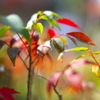 小盆栽秋色紅葉