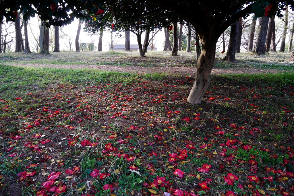 散歩道を飾る２