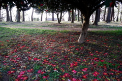 散歩道を飾る２