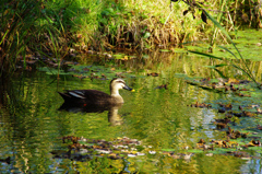 カモもピクニック