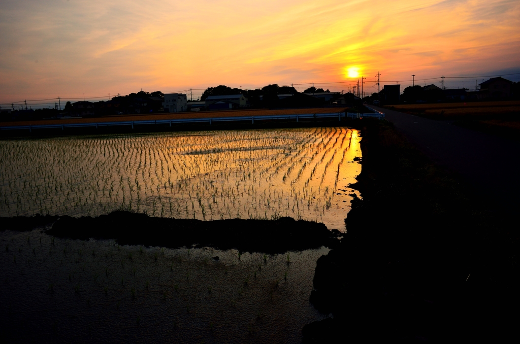 田植え前の夕日