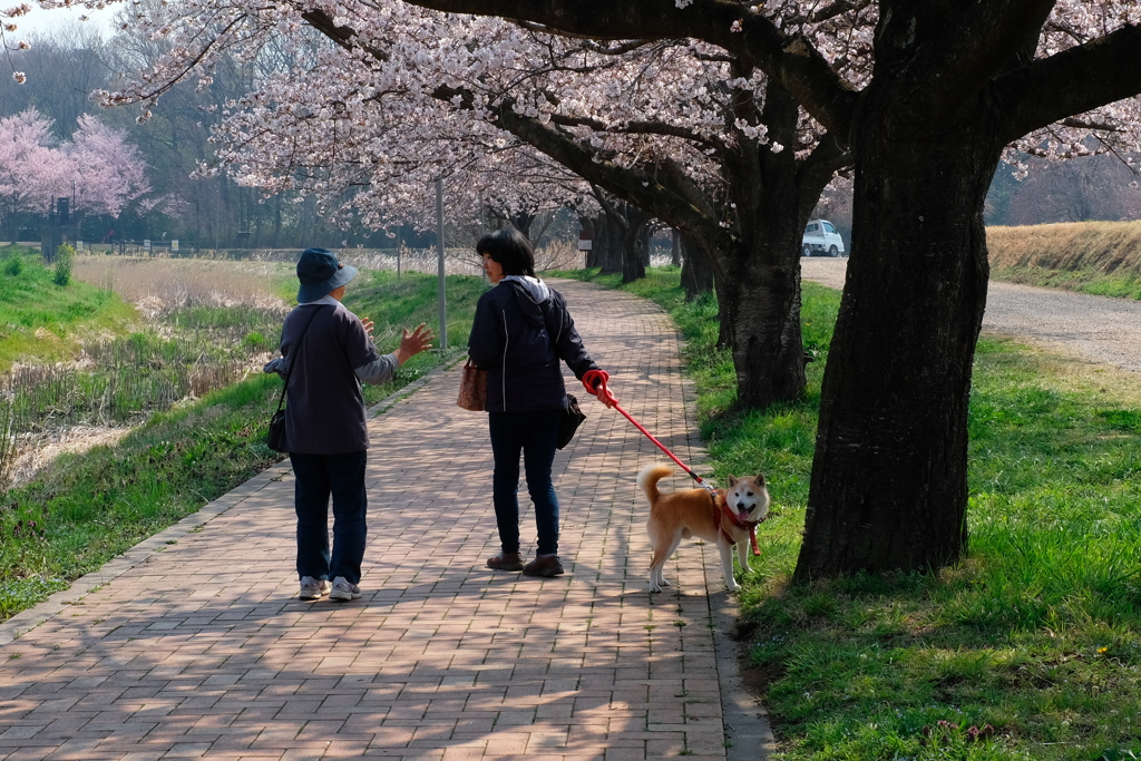 桜散歩日和