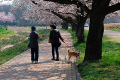 桜散歩日和