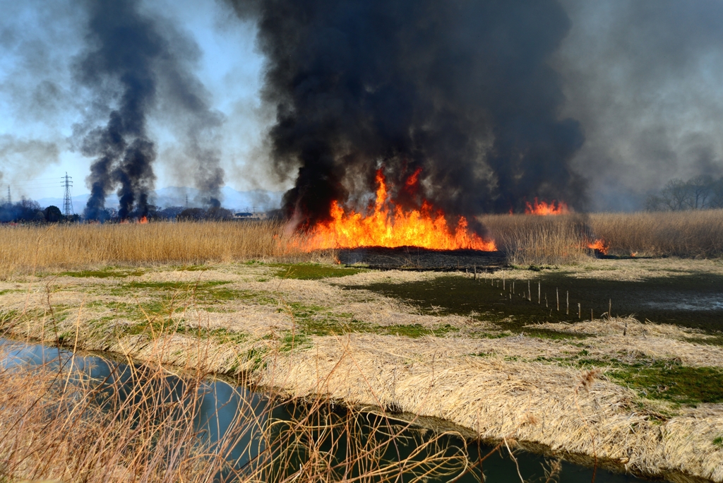 多々良・春の炎
