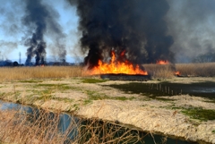 多々良・春の炎