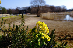 菜の花風景