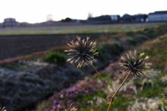 春らしくなっています。