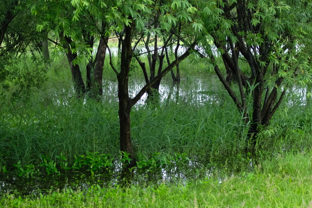 梅雨の湖沼公園