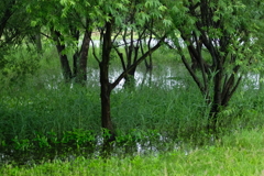 梅雨の湖沼公園