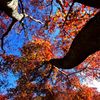 沢入の紅葉