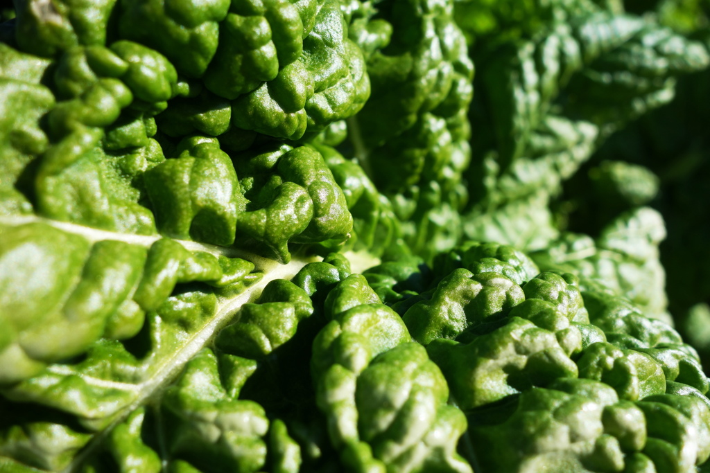 健康においしそう