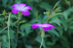５月庭の花