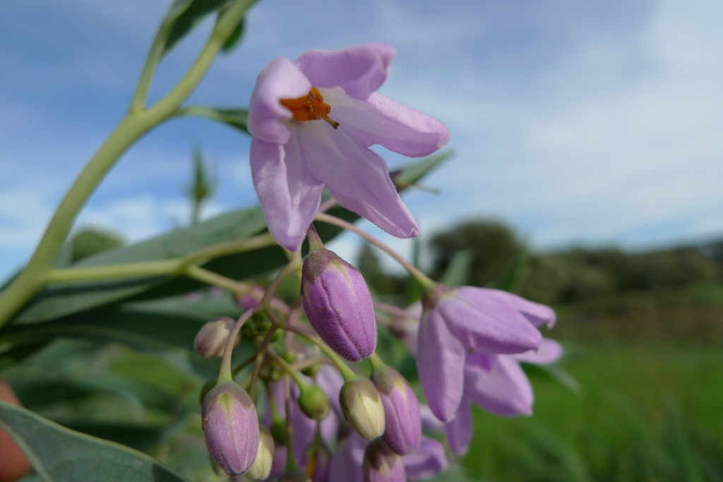 もう大丈夫秋色