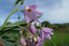 もう大丈夫秋色