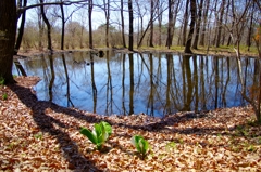 ひっそりと池の傍