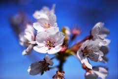 桜１
