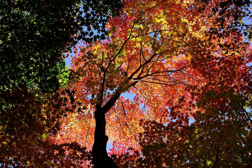 山の紅葉２