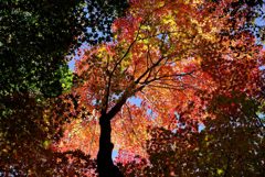 山の紅葉２