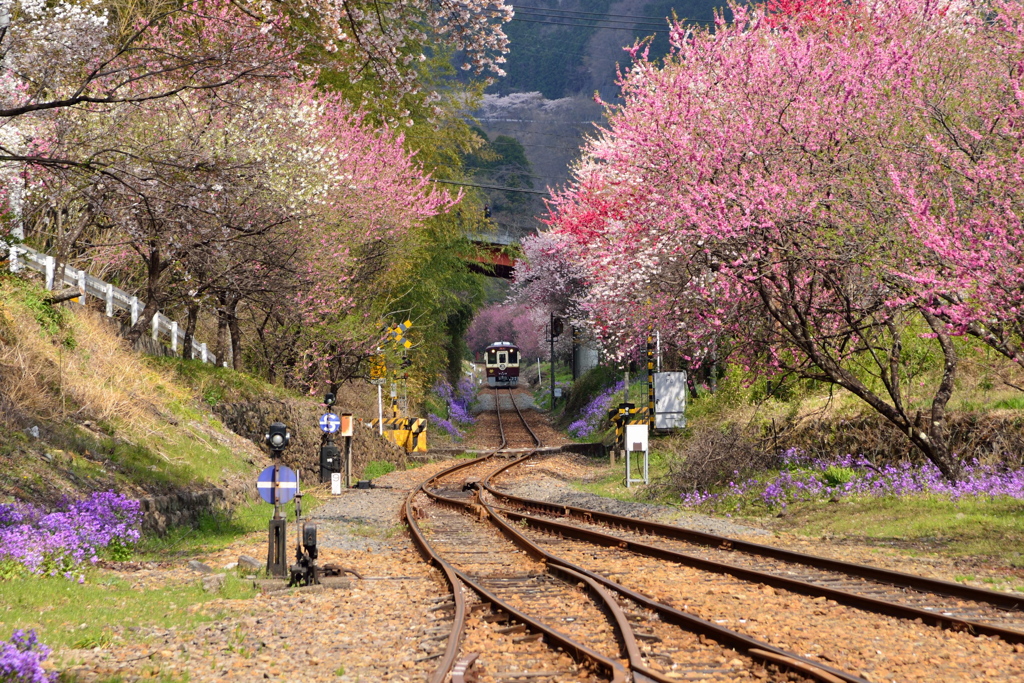 花桃と桜のトンネルを走る