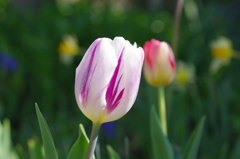 チューリップ２