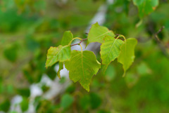 紅葉はすぐ近く