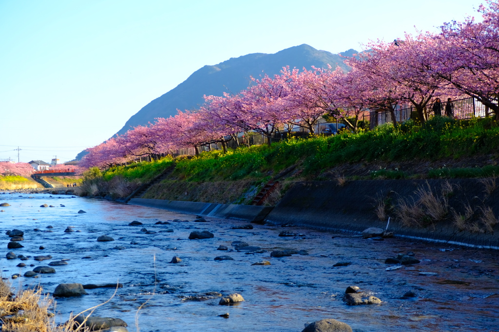 河津桜真っ盛り
