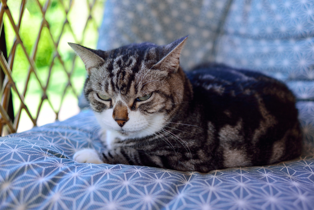 わが家のドン前姿