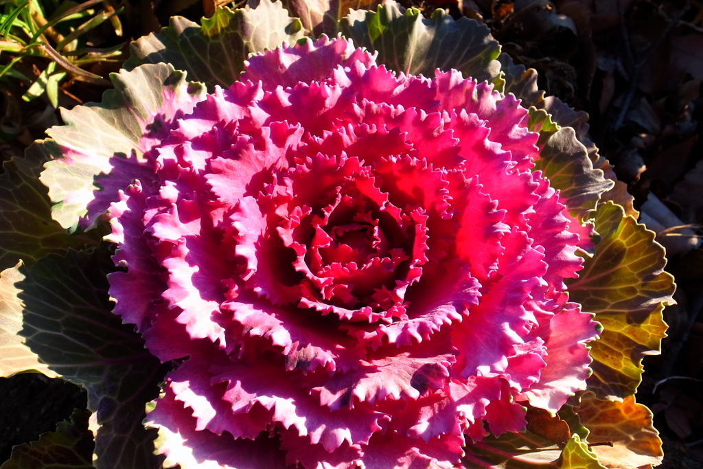 霜にも負けず冬の花
