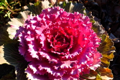 霜にも負けず冬の花