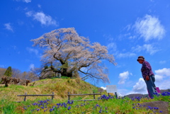 県北桜２