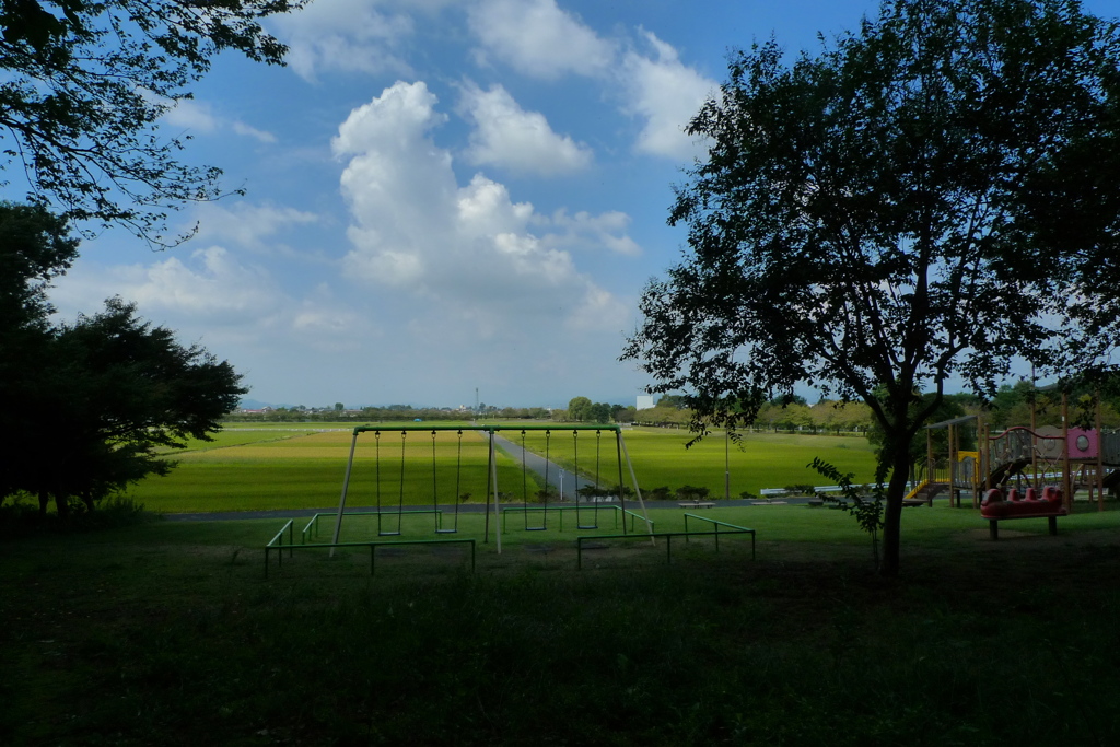 稲も黄色くなってきてます。