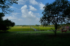 稲も黄色くなってきてます。