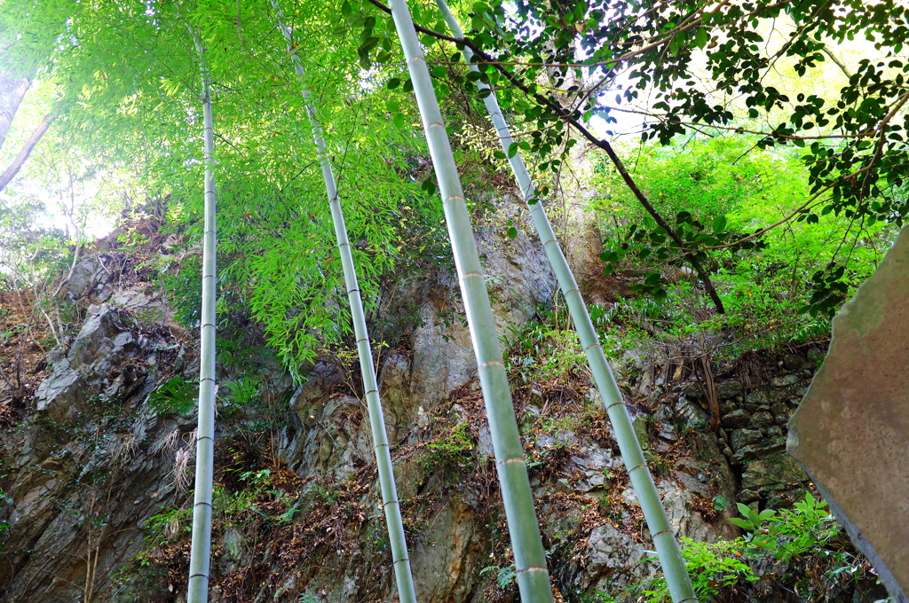 岩の竹林