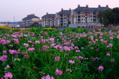 レンゲのある風景