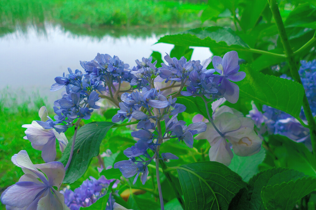 最後のアジサイ