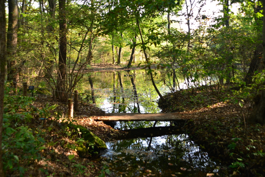 自然園に浸る