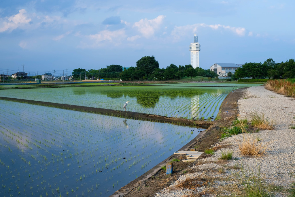 田植えすみました