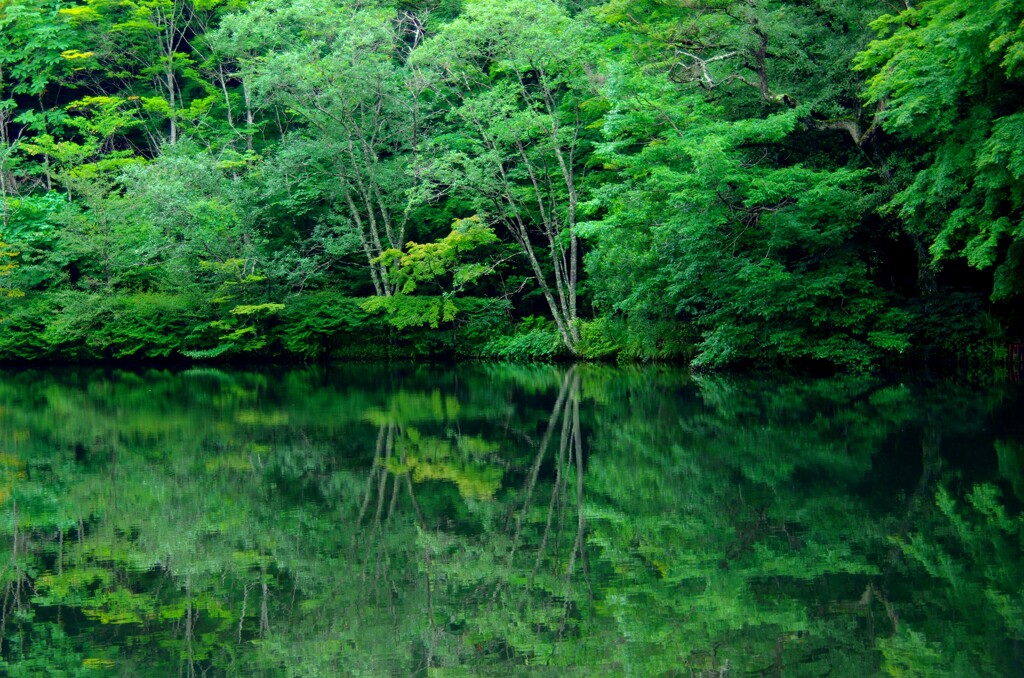 高原の木々夏の賑わい
