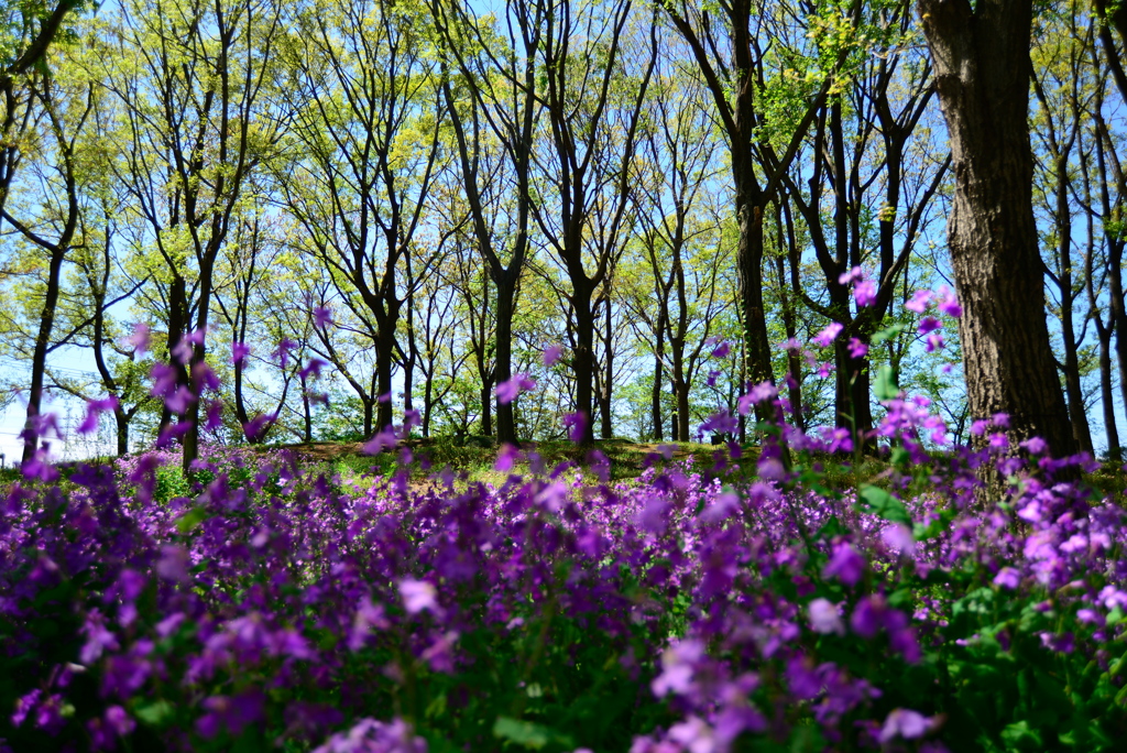 緑と紫のコントラスト