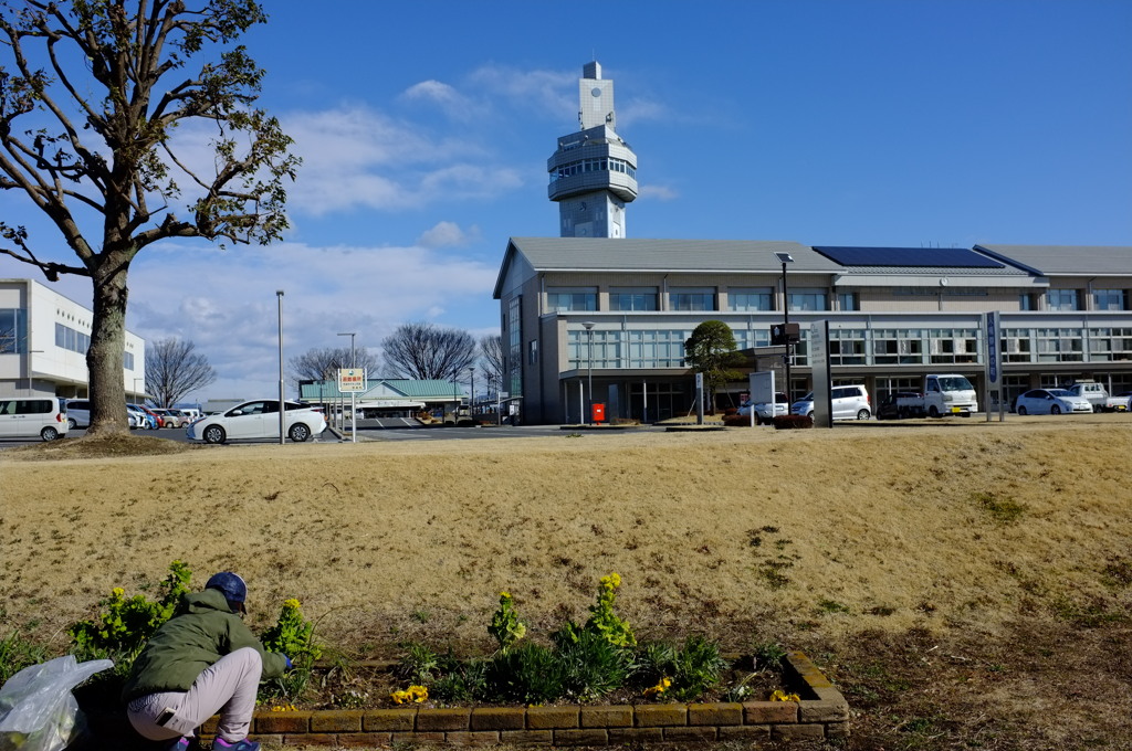 花壇お手入れ