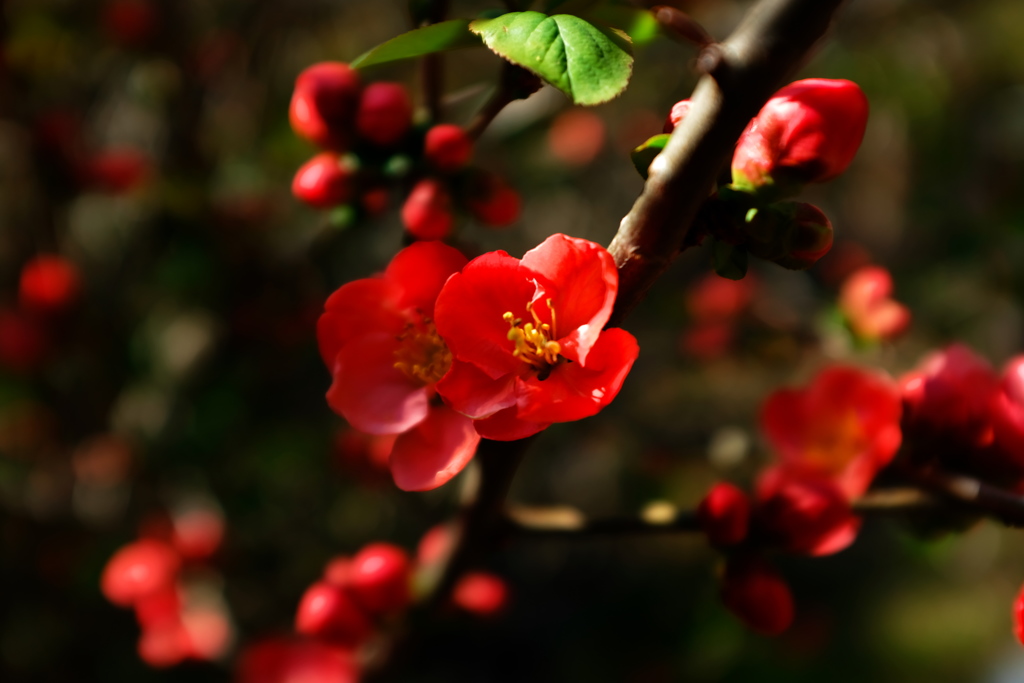 ボケでしょうか。