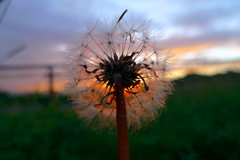 夕焼け色のタンポポ