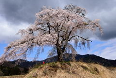 県北の桜