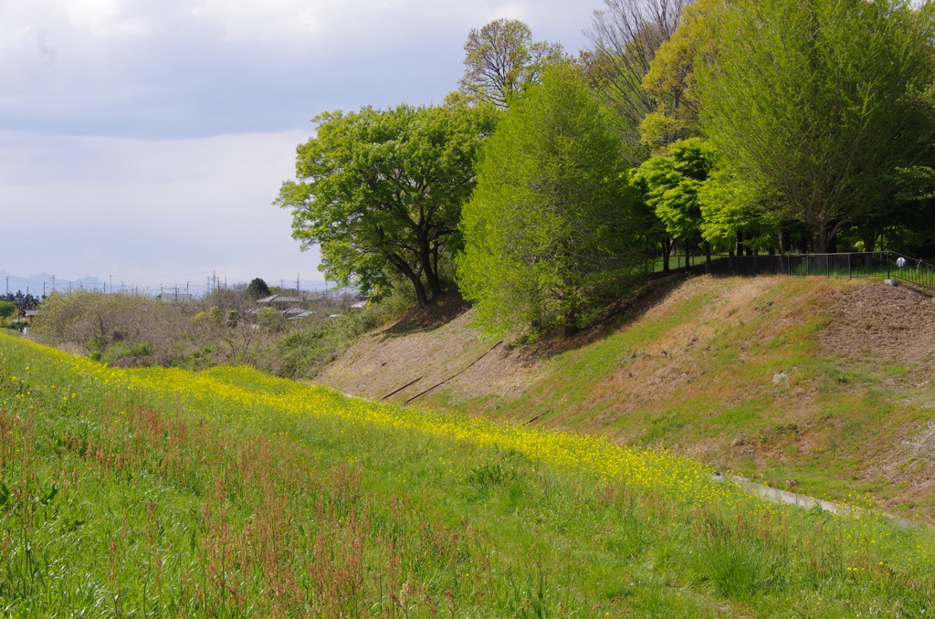 春が来た利根の土手。