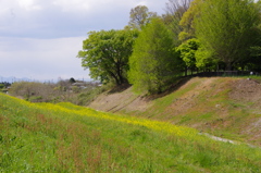 春が来た利根の土手。