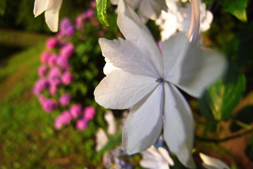 紫陽花今が出番。