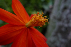 庭に咲いた咲いた