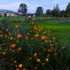 夕暮れ