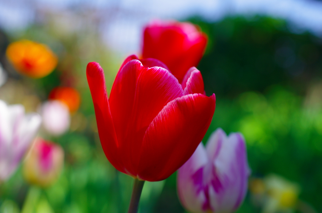 チューリップ１