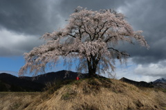 平成最後に咲く
